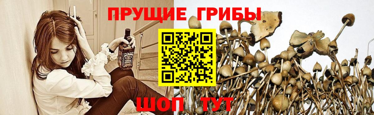 Псилоцибиновые грибы Cubensis  Вход с VPN  Ливны 